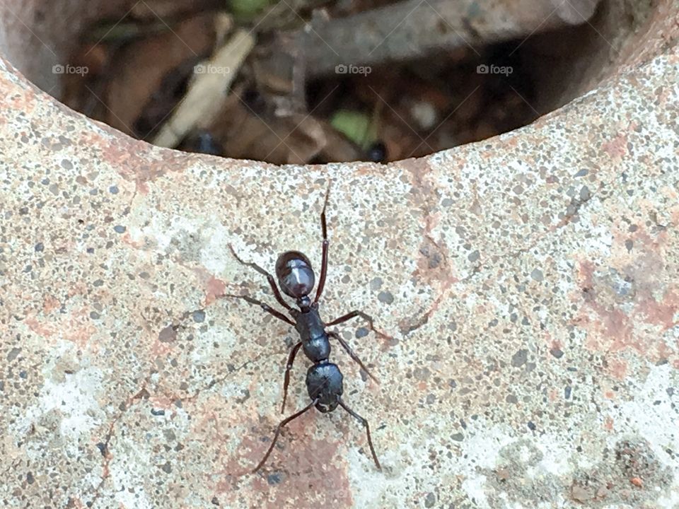 Single worker ant near hole in sidewalk