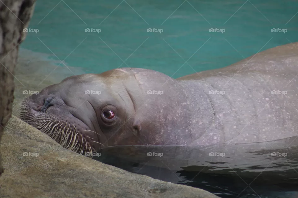 walrus
