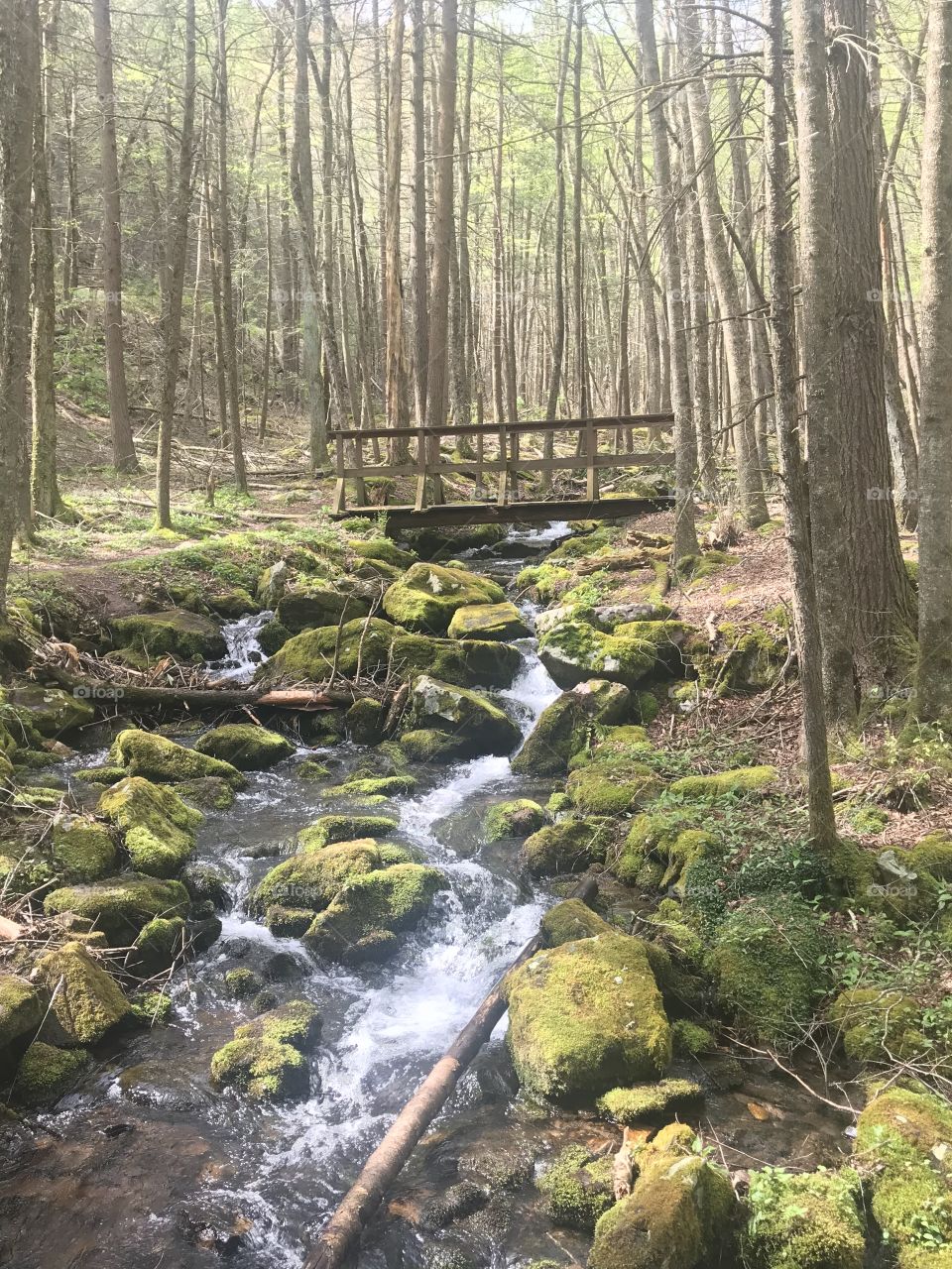 Bridge over moss creek 