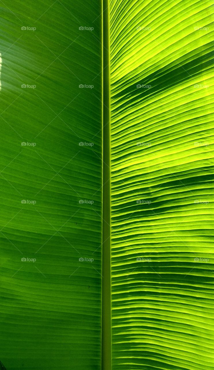 Banana leaf