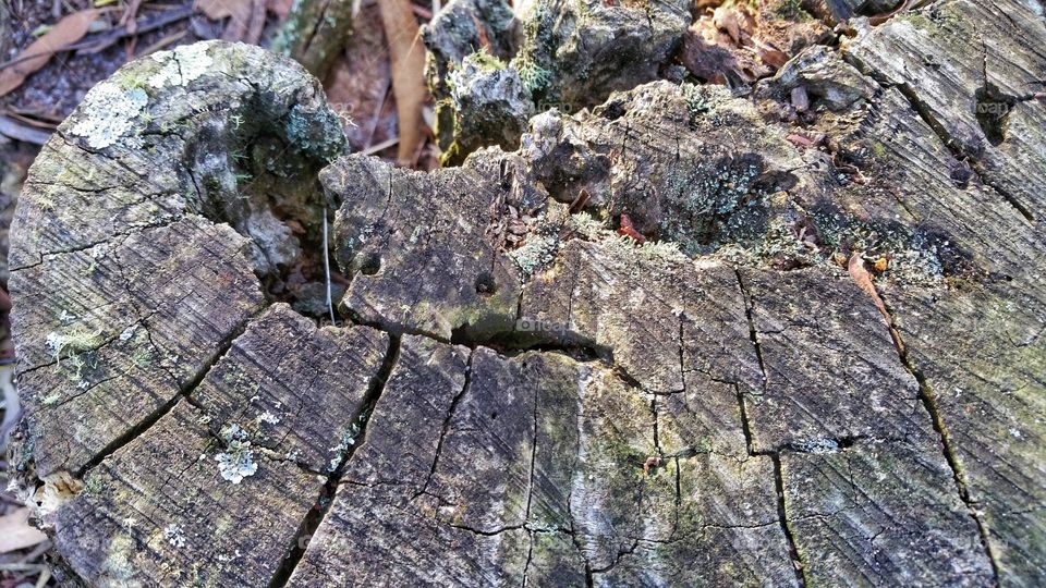 Fungus and moss growing on a damp cut down tree stump that has weathered. The texture of the wooden surface is striking.