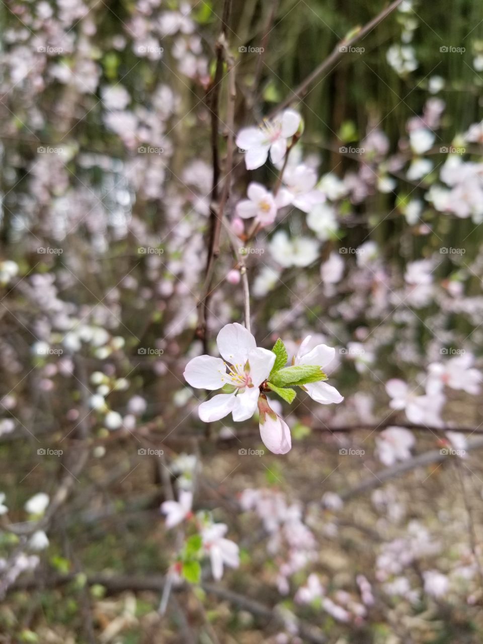 Tiny Flower Blossom