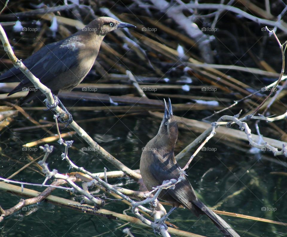 Two Grackles in the Reeds