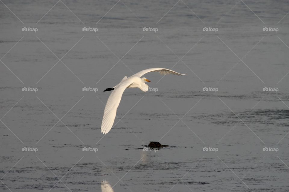 Great Egret flying gliding over water