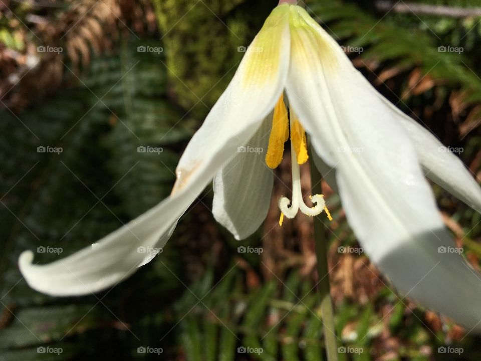 Close-up of white lily