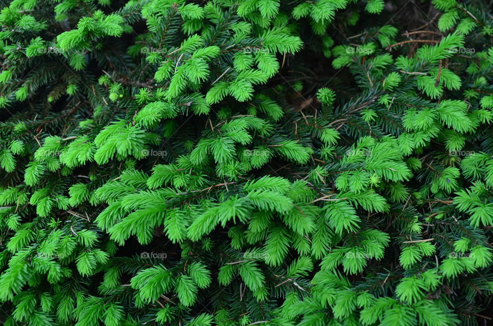 pine tree new growth