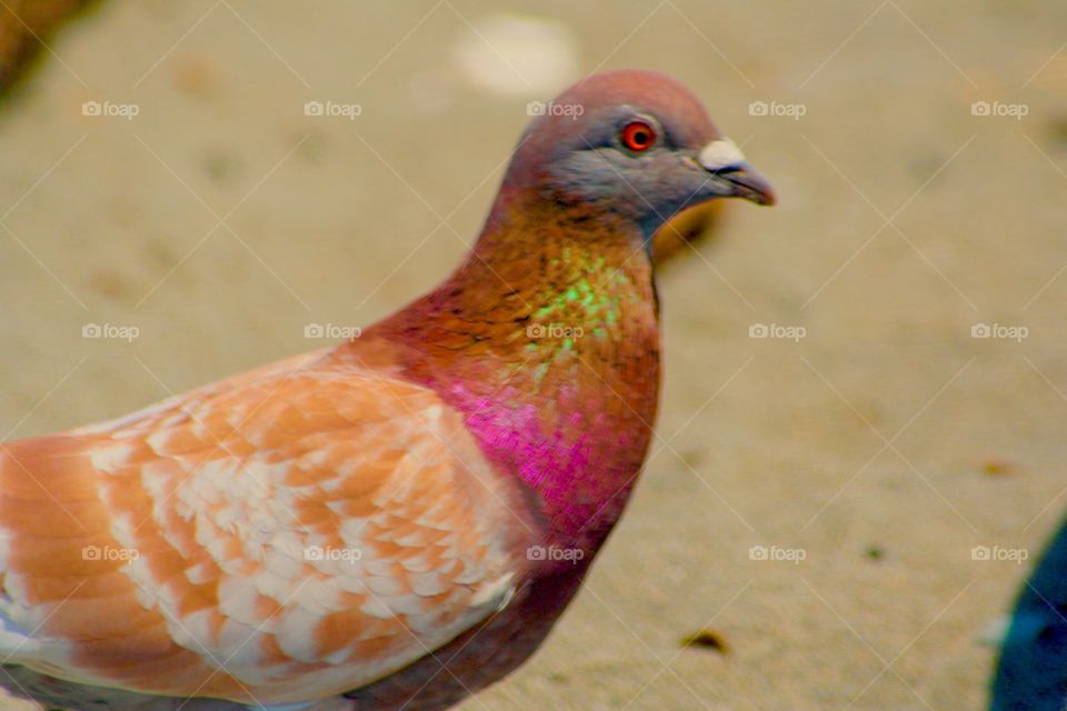 Beach bird. Pigeon
