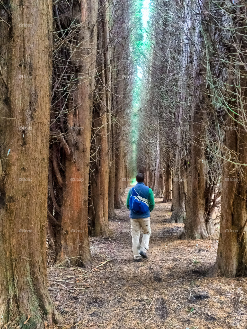A man takes a morning walk through a corridor of tall  pine trees