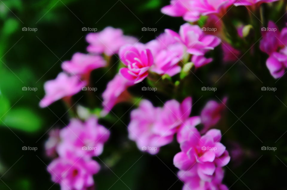 Pink flowers on plant