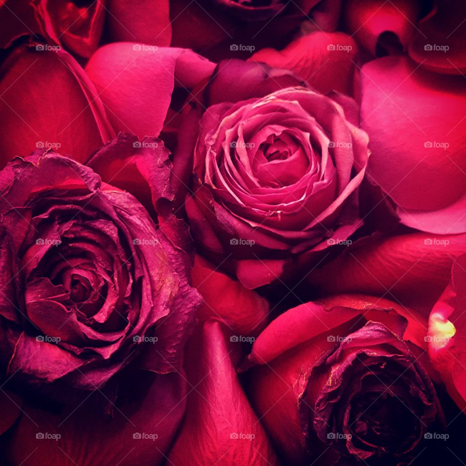 Rose, Love, Romance, Petal, Romantic