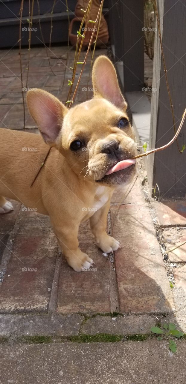 french bulldog puppy chewing on branch