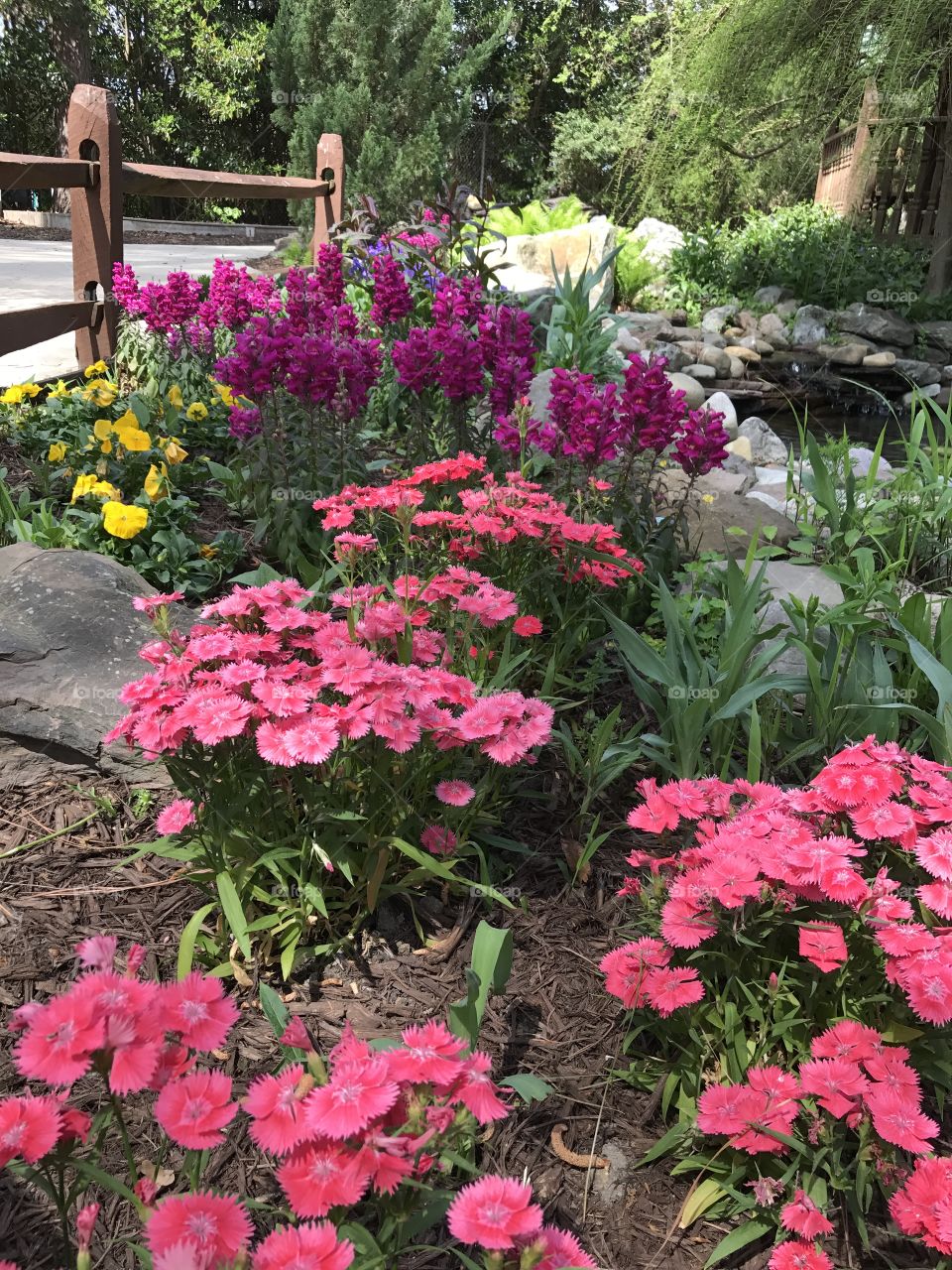 Colorful flowers 