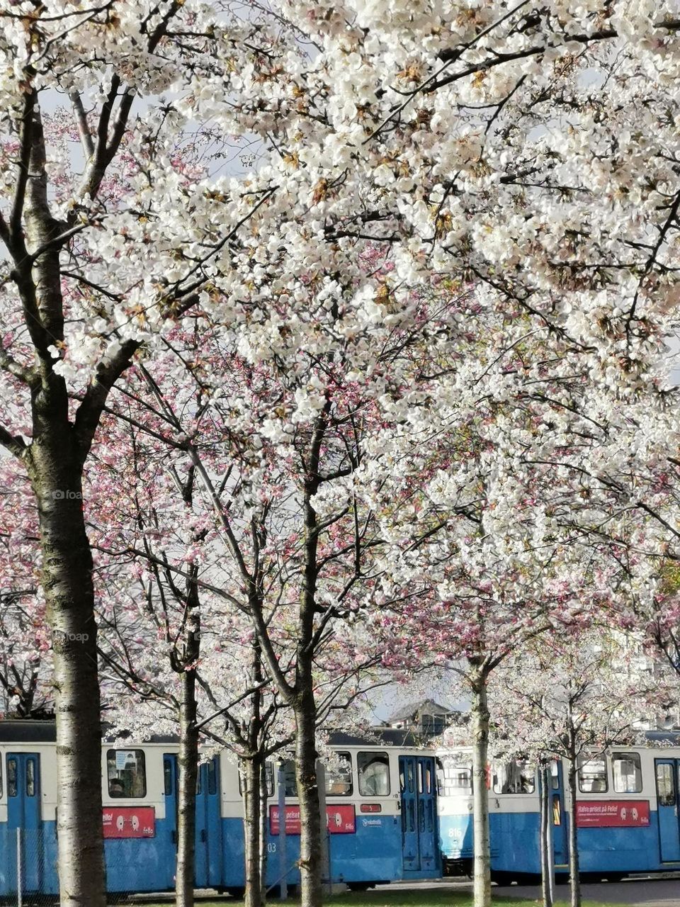 Cherry trees in bloom and a blue tram