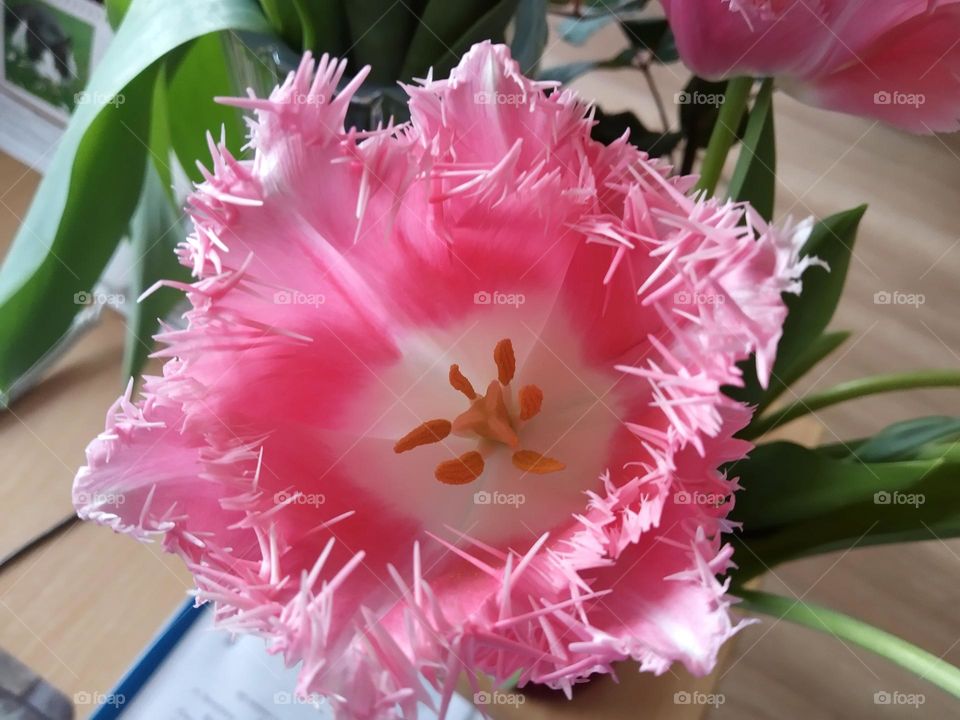 soft pink tulip