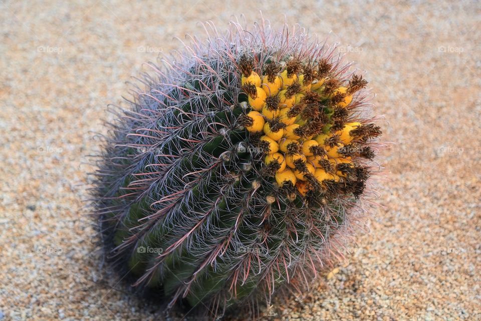 Cactus