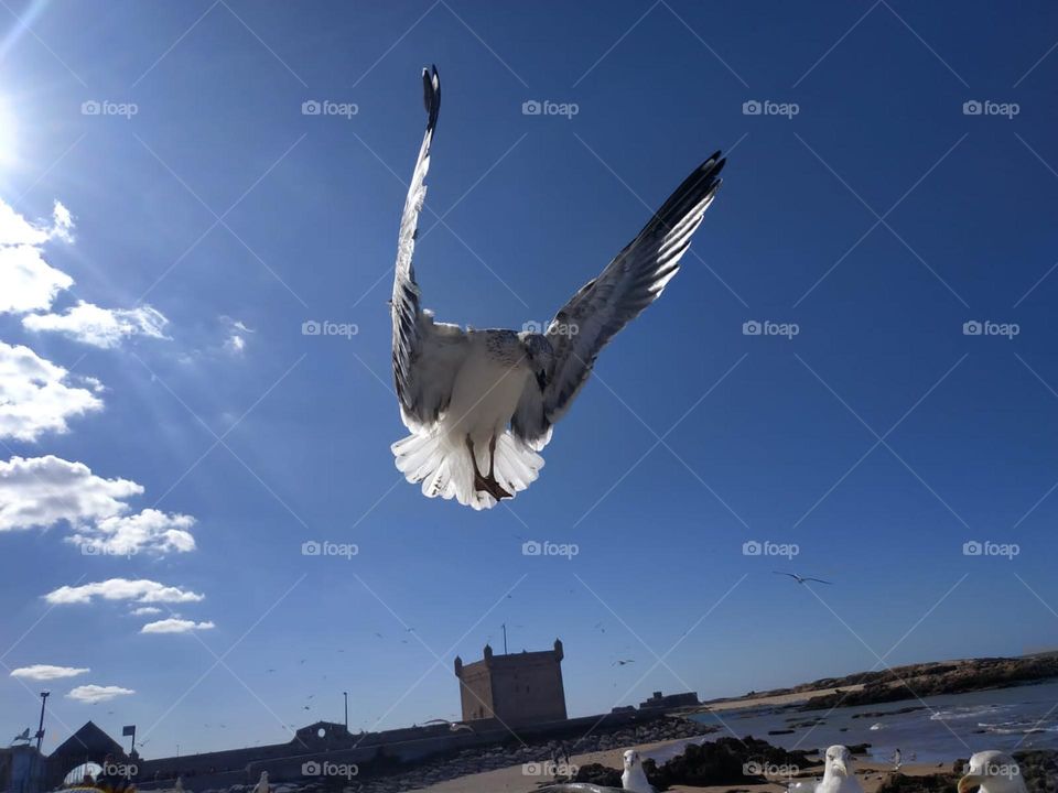 Beautiful seagull flying across the sky.