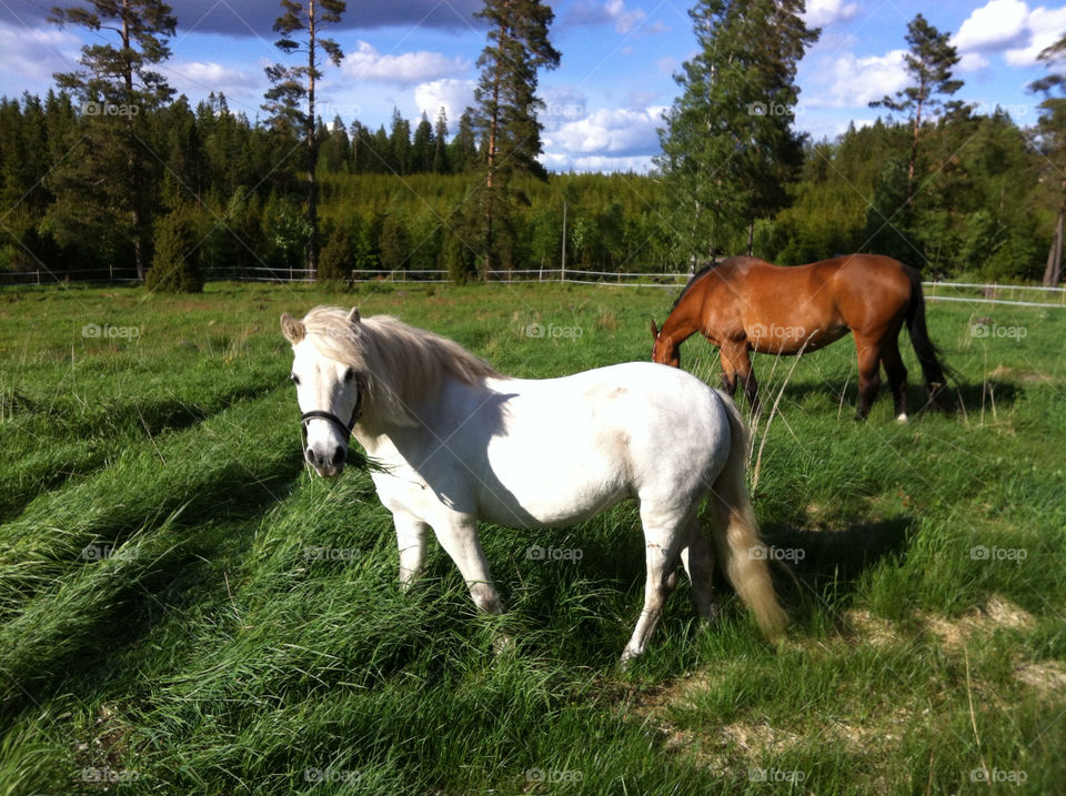 spring horses grass summer by mangehunter