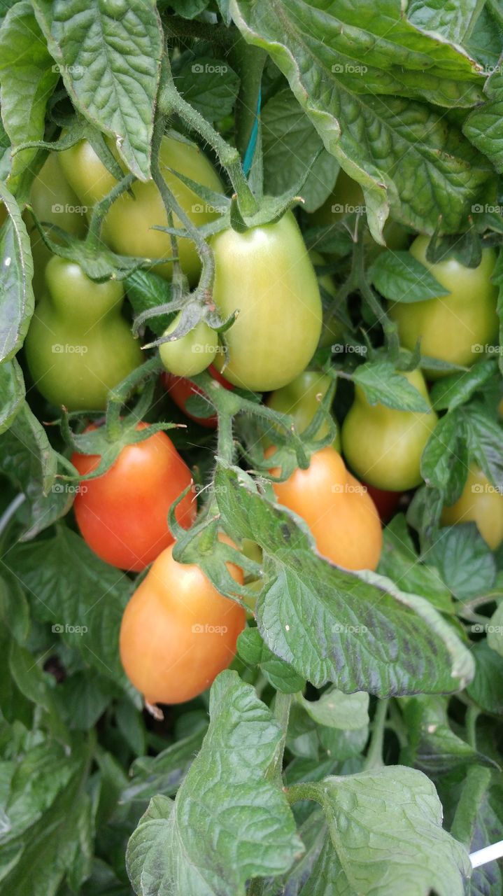 From my Roma Tomato Crop this Year