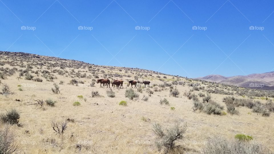 The Wild Mustang Adventure Hike