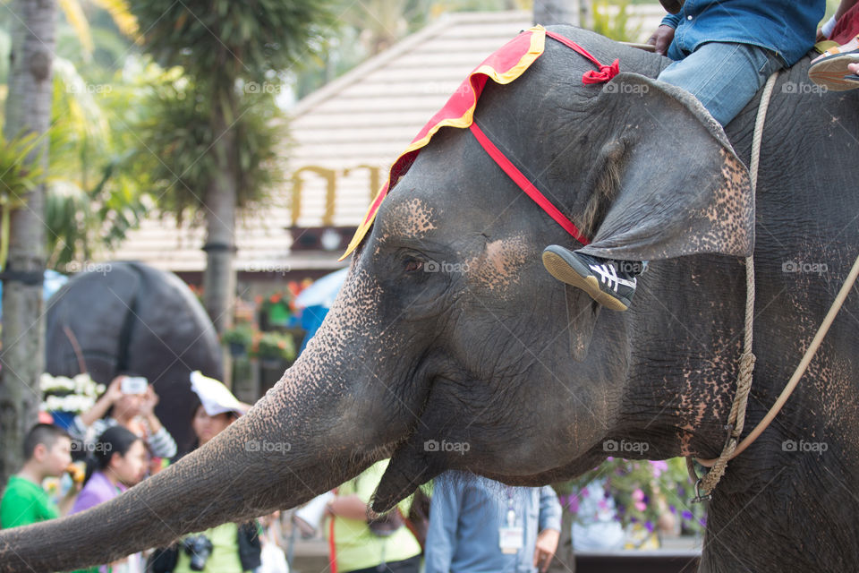 Elephant head