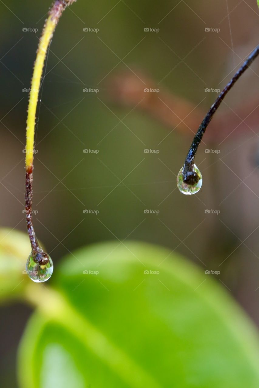 Drops on branch 