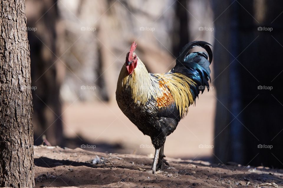 


Rooster in Zambia


