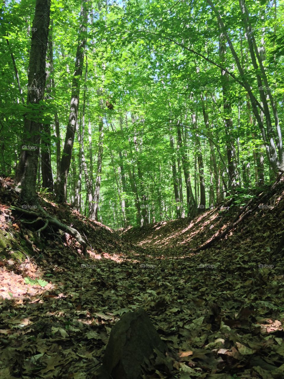 Forest trail. Just a forest trail 