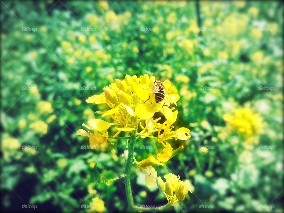 summer time! field flowers...