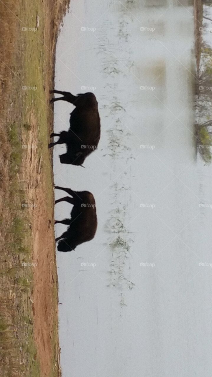 Buffalo at Caprock Canyons