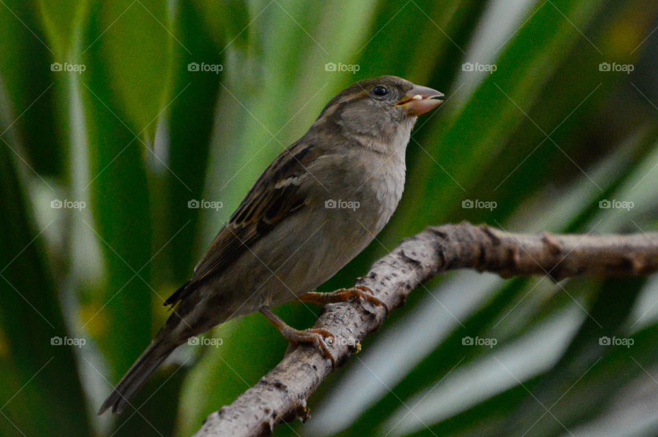 Passer is a genus of the family Passeridae, also known as sparrow.  The genus includes P. domesticus and P. montanus, some of the most common birds in the world.  They are small birds with thick beaks to eat seeds