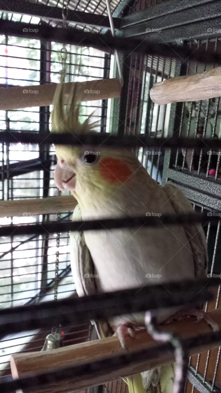 birdie