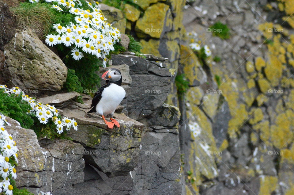 Puffin