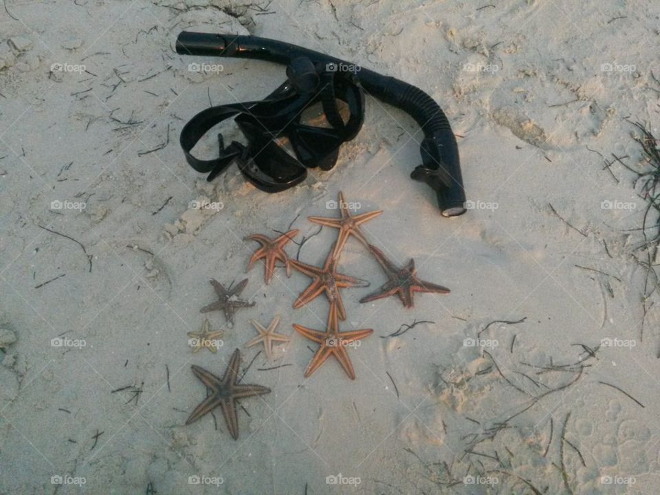 Star Fish and Goggles