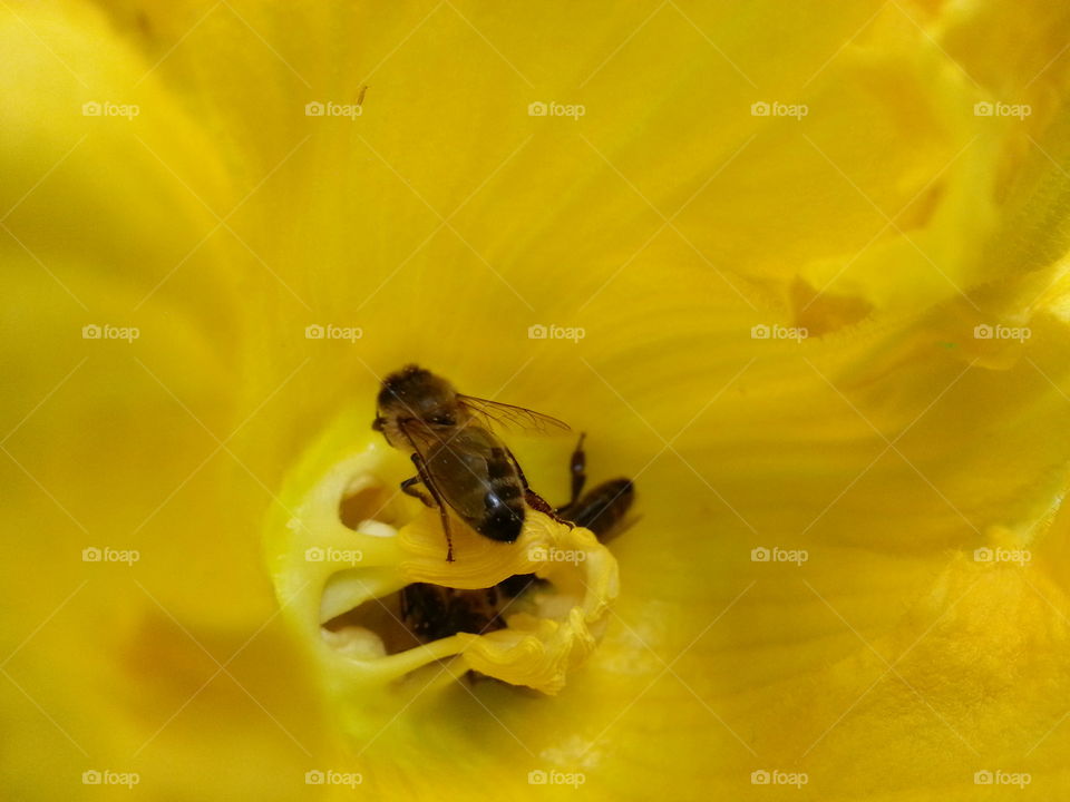 abeille  sur une fleur jaune