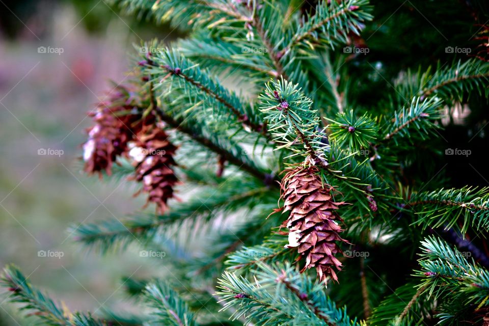 Pine tree cones