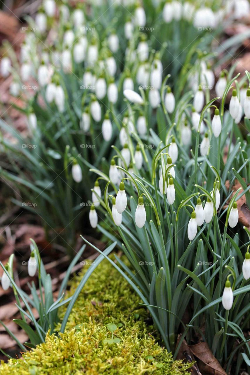 Snowdrops