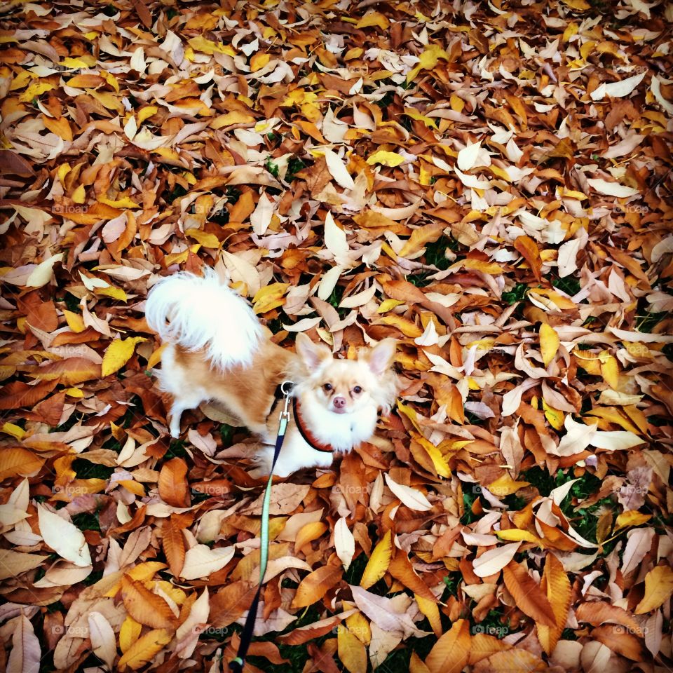 Camouflaged chihuahua!