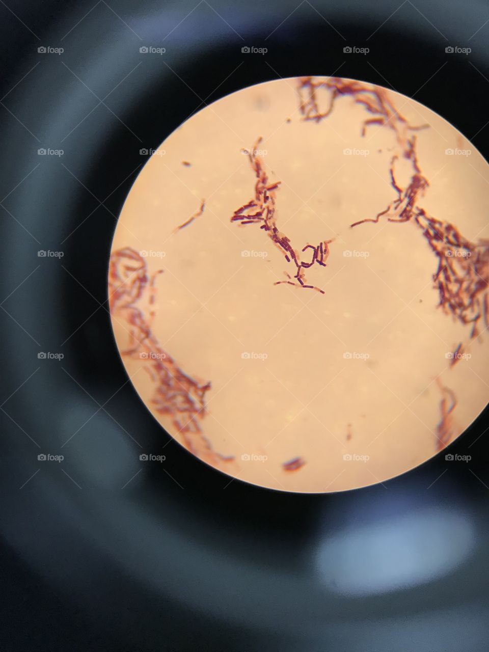 Beautiful bacteria through the lens of a microscope 