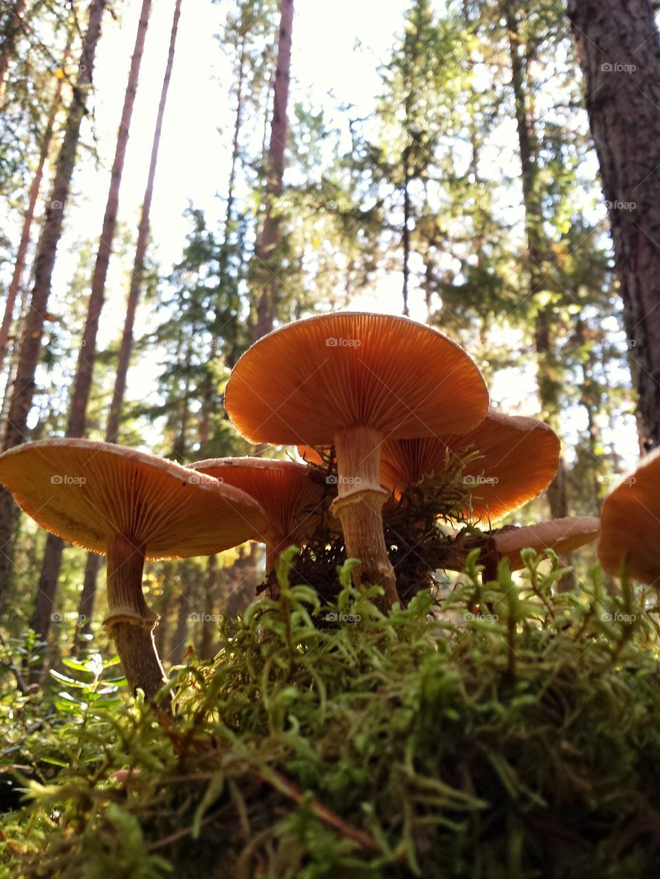 Autumn mushrooms