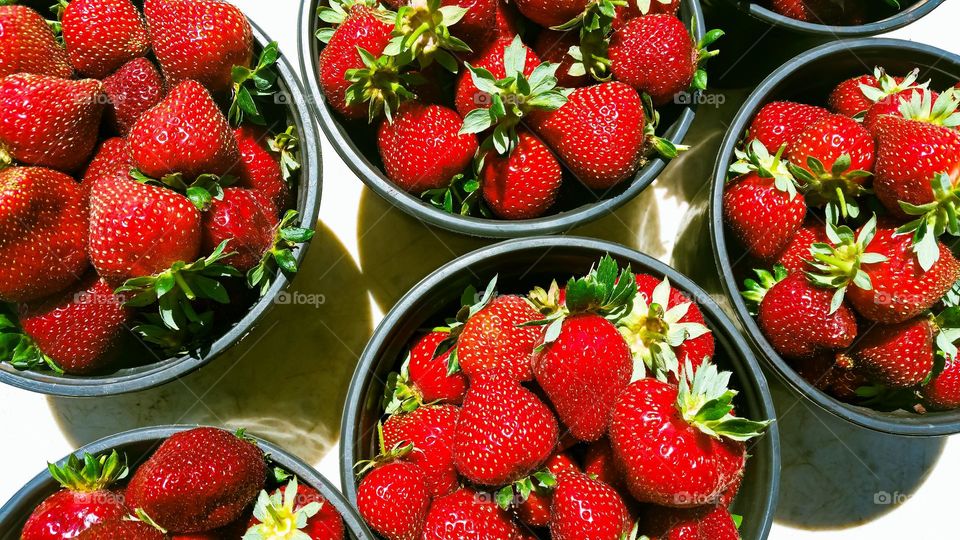 Bounty from a day picking fresh strawberries from a u-pick it farm in Watsonville California, buckets and buckets of fresh fruit 