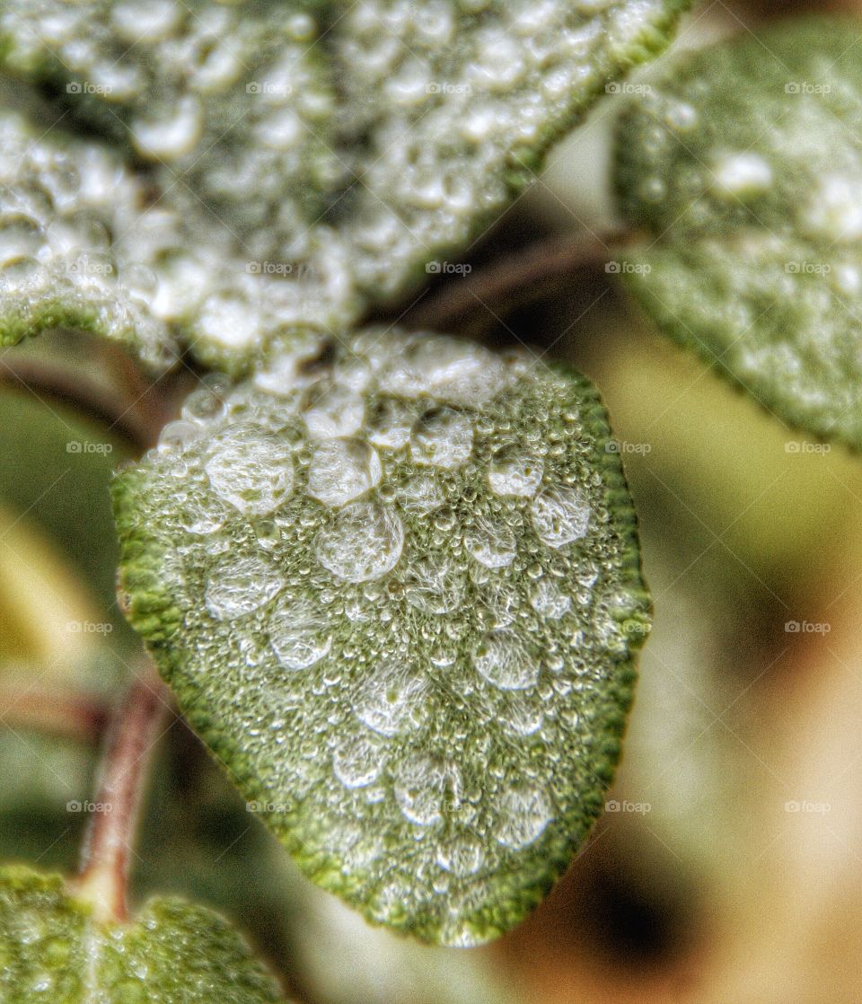 Close-up of dew drop on leaf