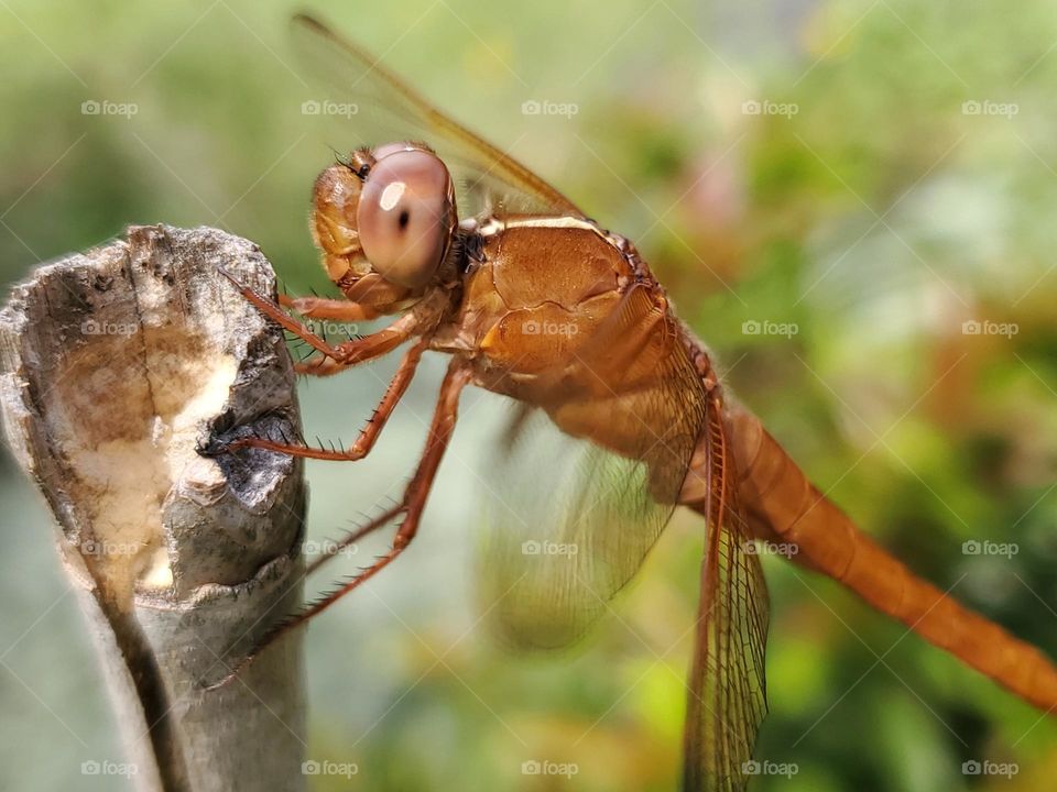 Autumn burnt orange beautifully displayed in this garden visiting dragon fly.