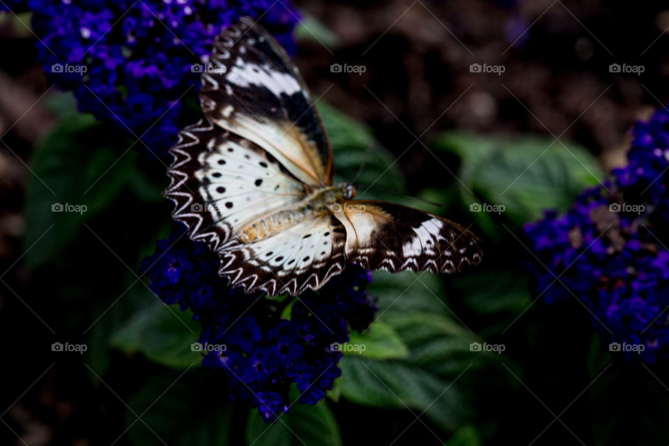 Butterfly on blue flower 