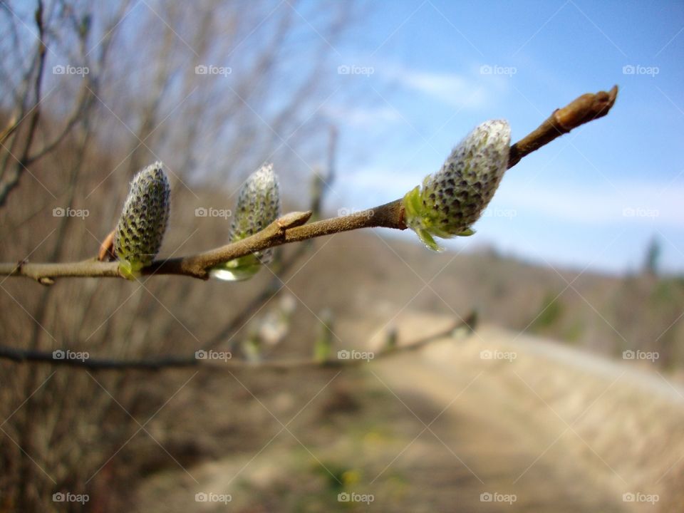 Circle Of Life. Bud, starting the cycle of life ...