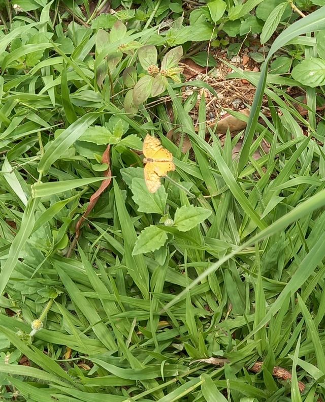 Borboleta amarela.