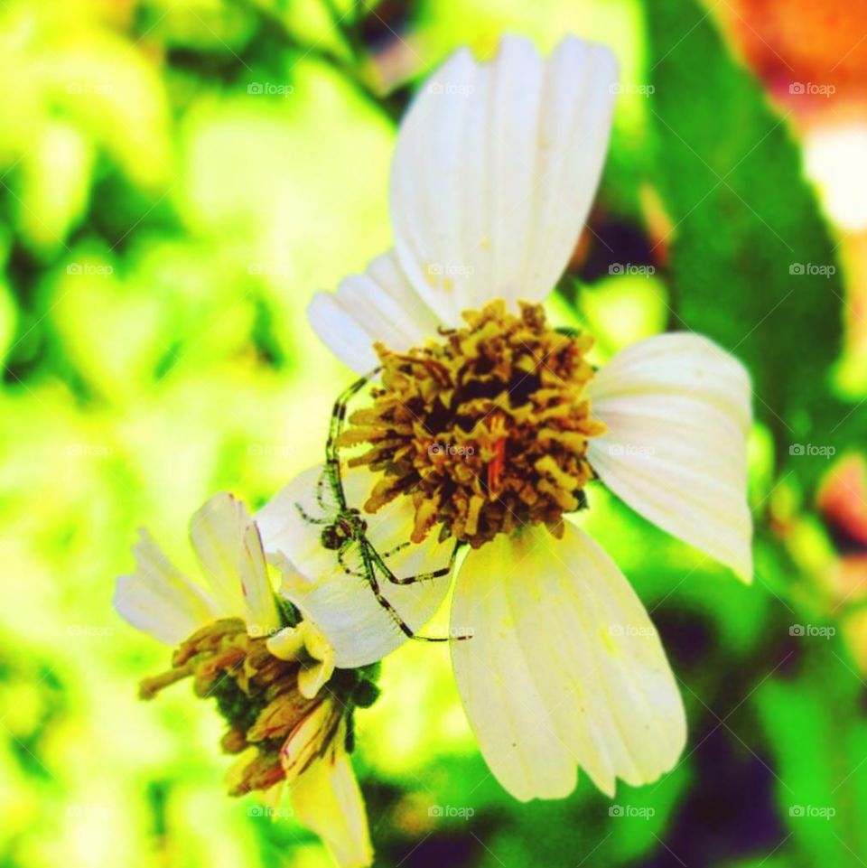 Spider on the flower