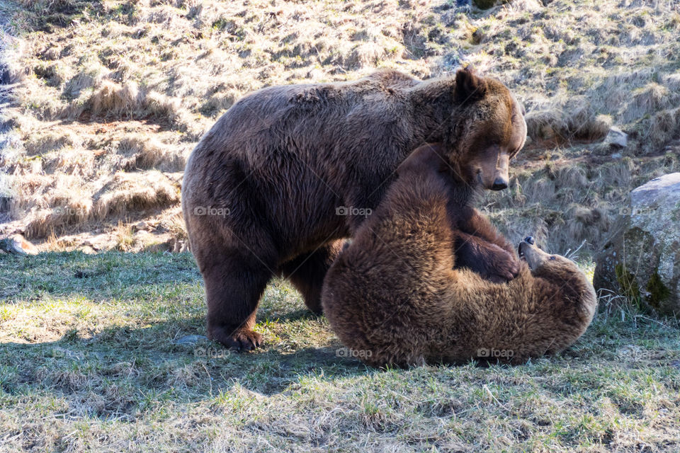 the mother brown bear is telling her cub that enough is enough