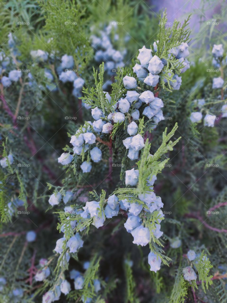 beautiful blue fruits and flowers