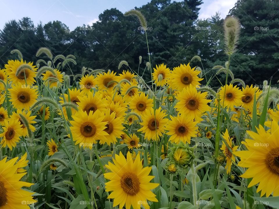 Happy sunflowers