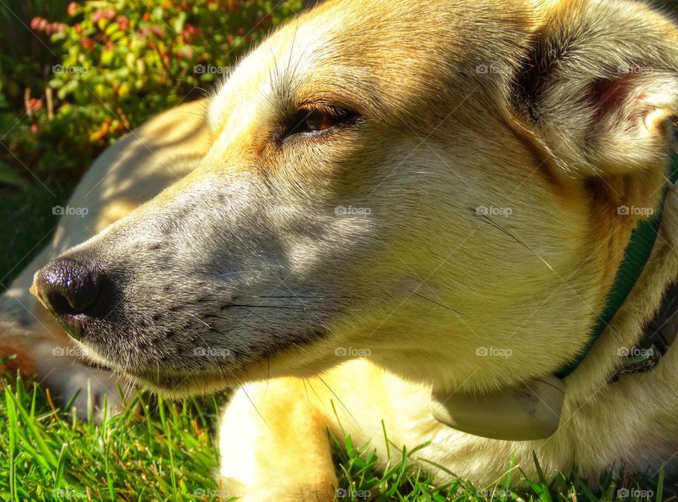 Yellow Lab Family Dog